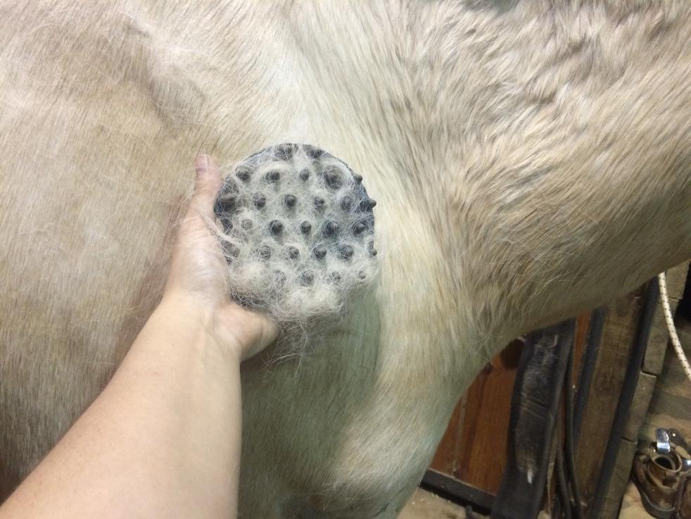 horse moulting