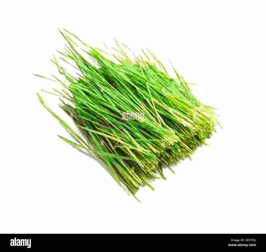 Bermuda Grass/Arugam Pul/Durva Grass -The Sacred Grass