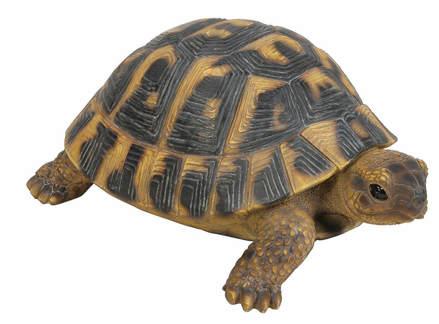 Mediterranean tortoise hot sale