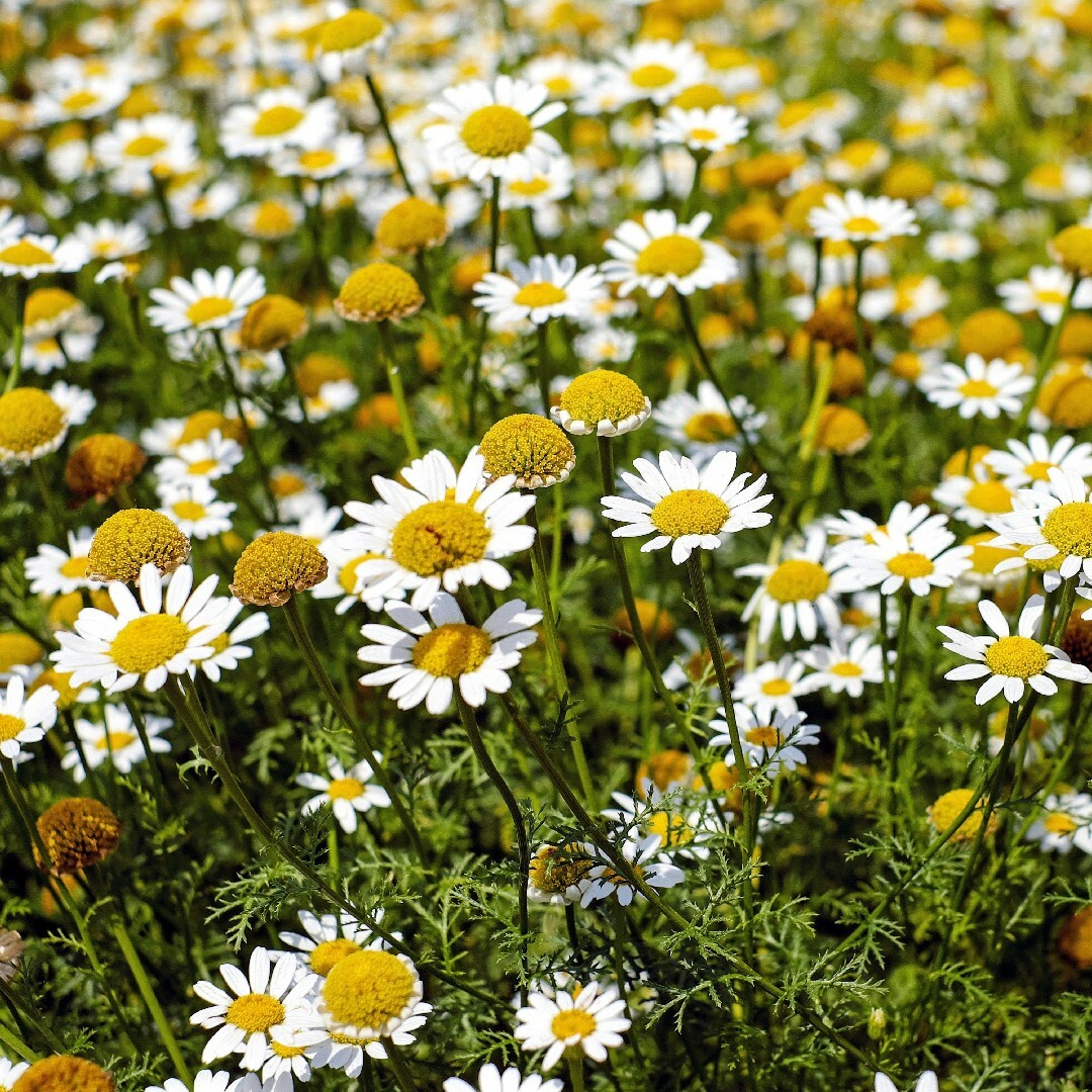 Pictured: The daisy-like flowers of the Chamomile plant.