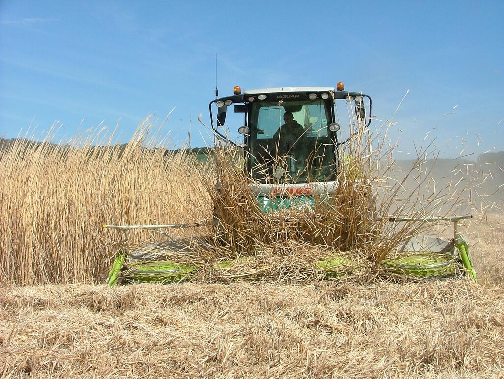 It’s harvest time! How miscanthus is leading the way in bioenergy