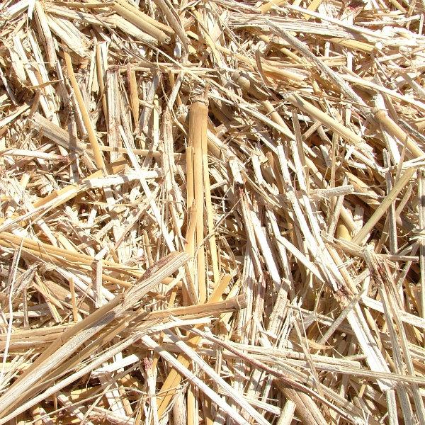Before baling - miscanthus in field close up