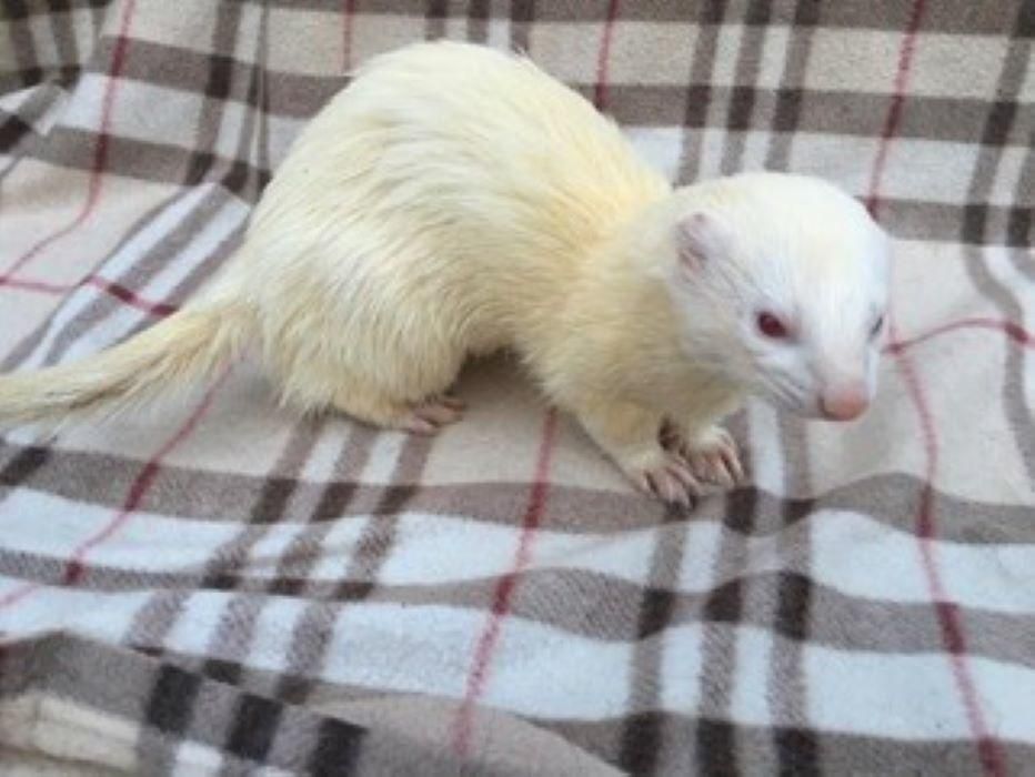 So many stray ferrets come to us with injuries, subdued and in a poor condition. Fortunately, we have lots of success stories. Read about Tommy and his fantastic recovery on our  stories page.  