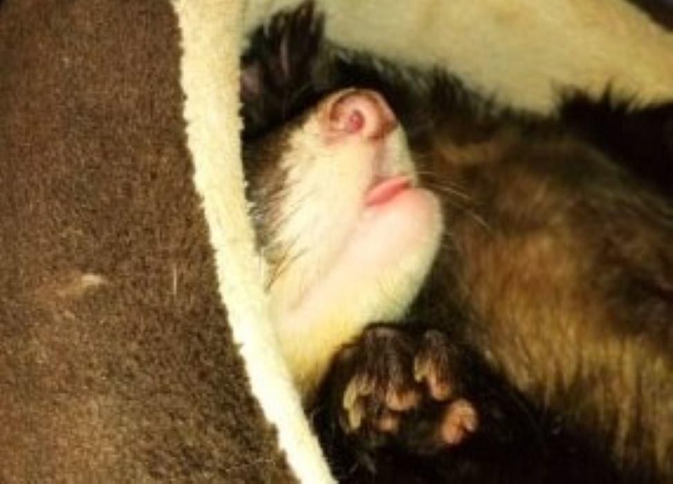  It's not just domestic ferrets that find their way to Fluffy Retreat, Winston is a wild EU Polecat with signs of having spent some time in captivity. Read more on  stories page.  