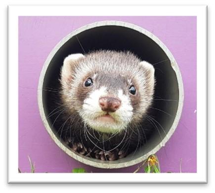 Ferret best sale wound care