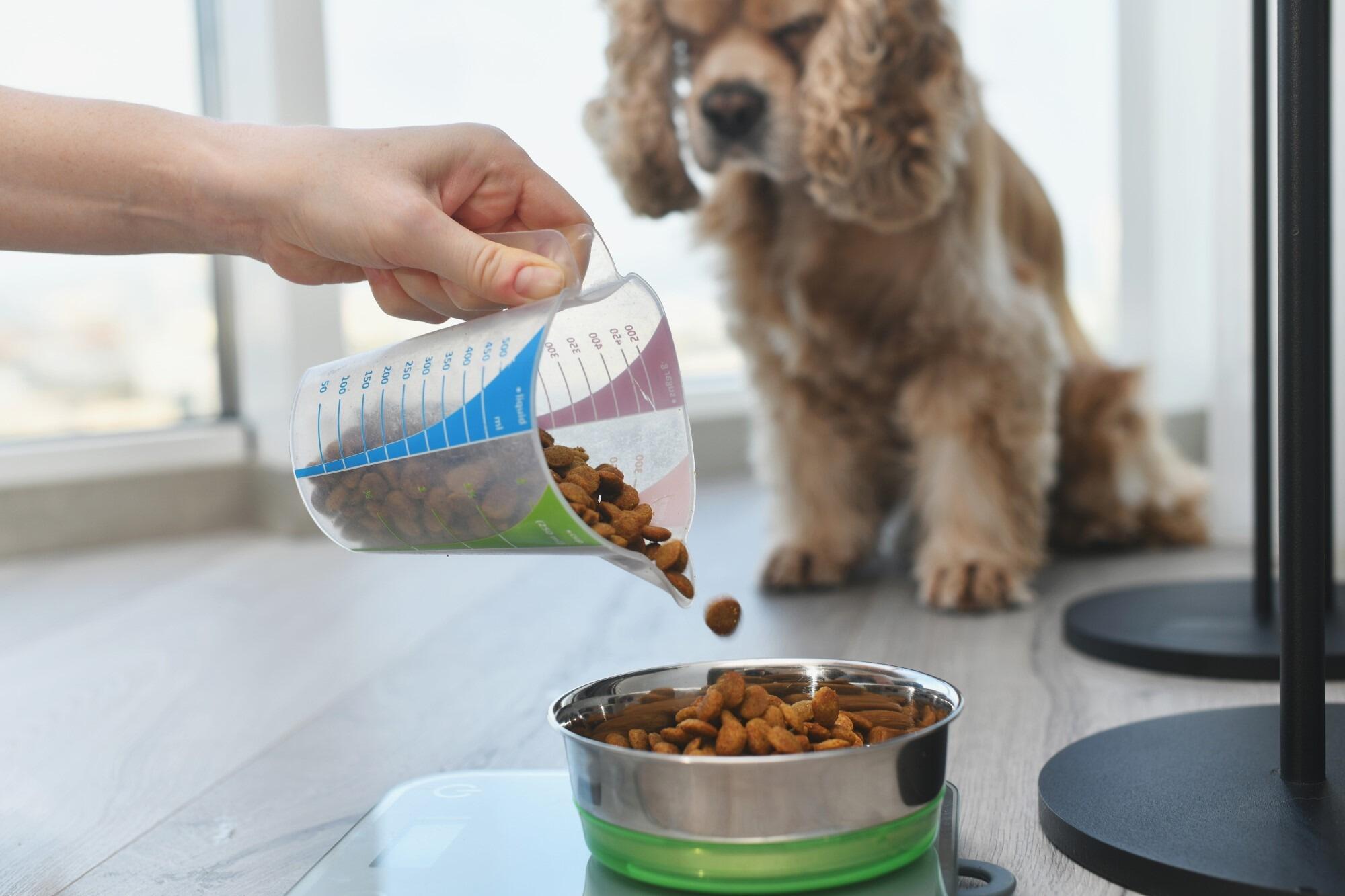 Premium dog kibble best sale