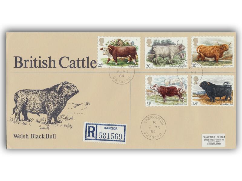 1984 Cattle, Caernarfon CDS
