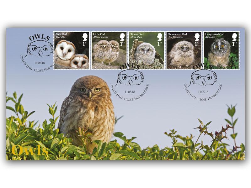 Celebrating British Owls - Little Owl
