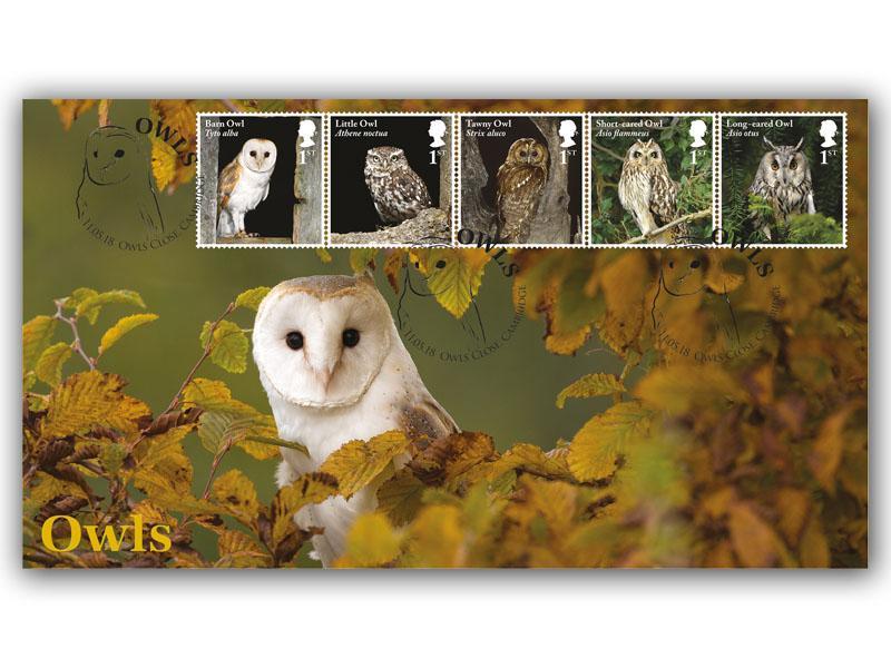 Celebrating British Owls - Adult Barn Owl