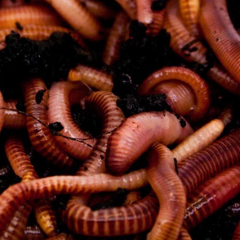 1/4Kg Dendrobaena Worms, Next day delivery