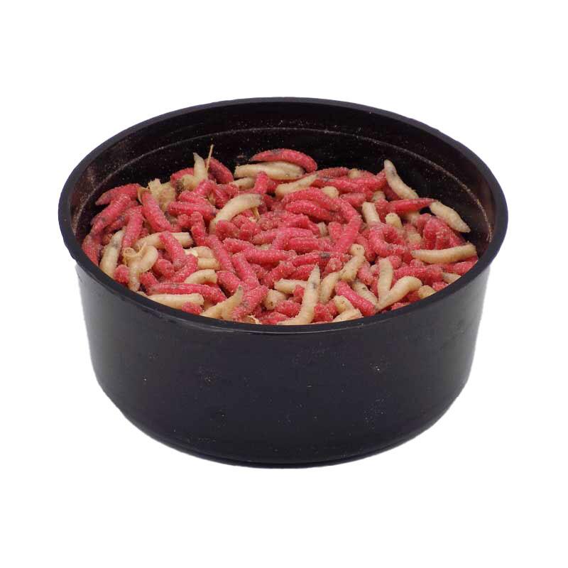 Fresh Maggots For Fishing, Next Day Delivery