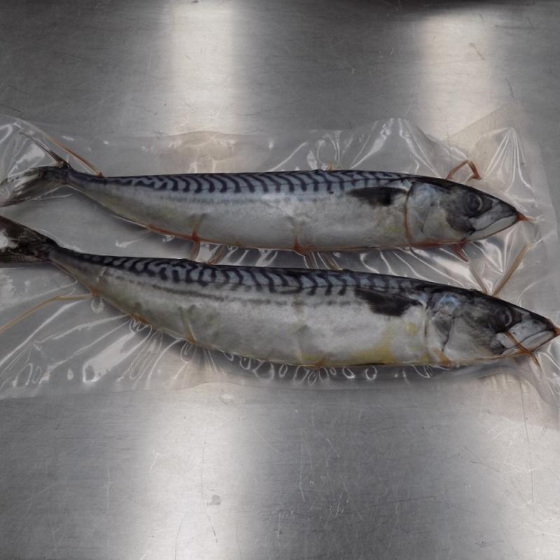 Frozen Large Mackerel Whole 2 Pack | Next Day Delivery Available ...