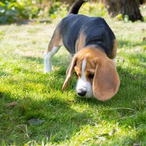 Natural Behaviours For Dogs - Clever Pooch