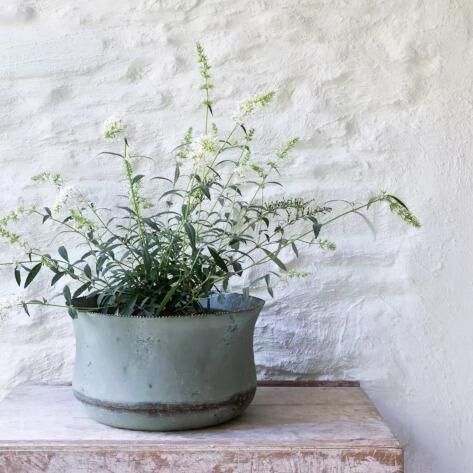 Rustic metal planter with plant