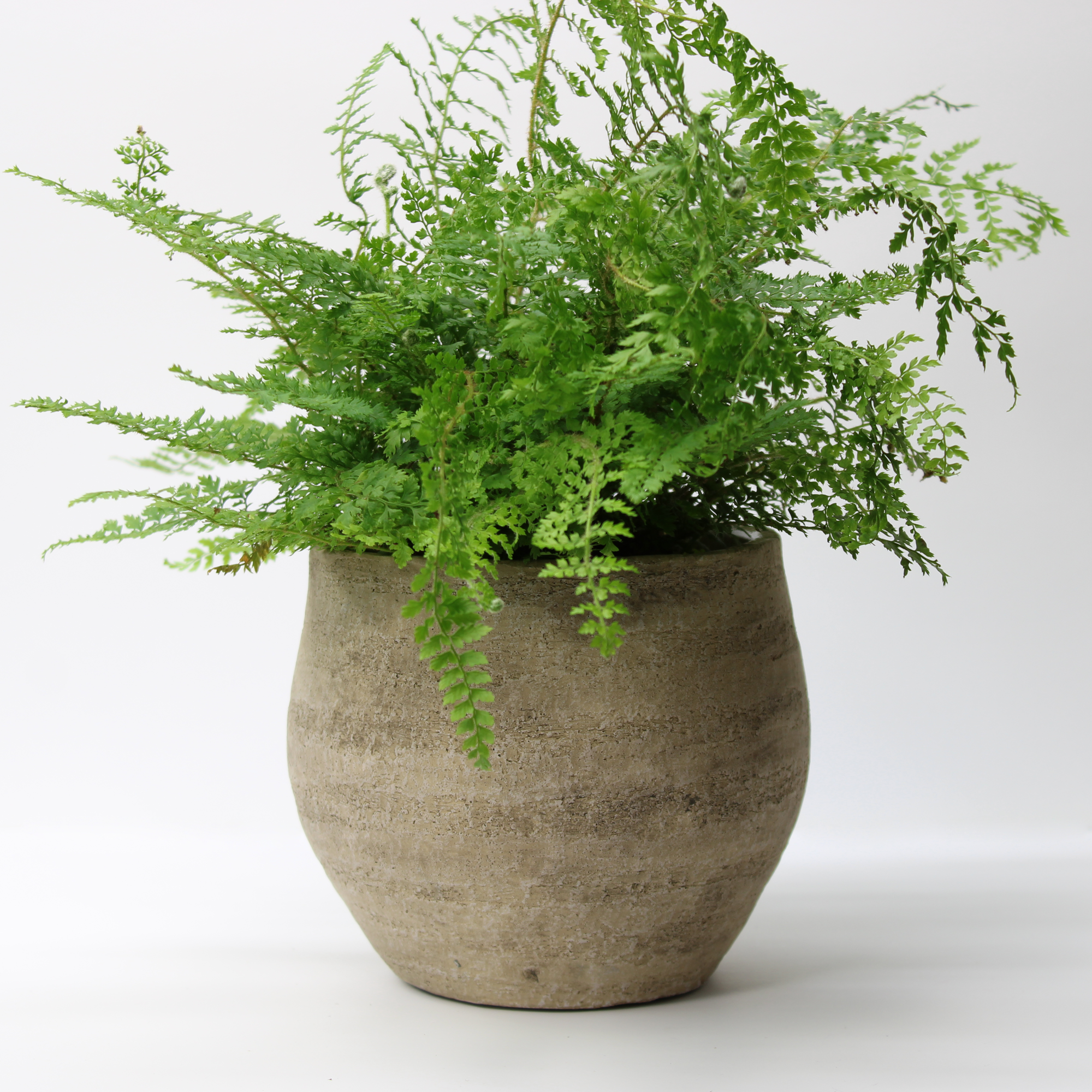 distressed indoor plant pot holding a lush green fern on a white background