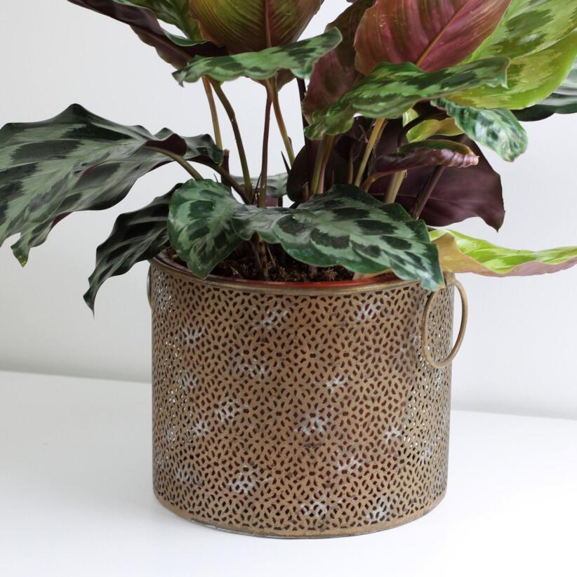 Bohemian style plant pot holder with a calathea plant