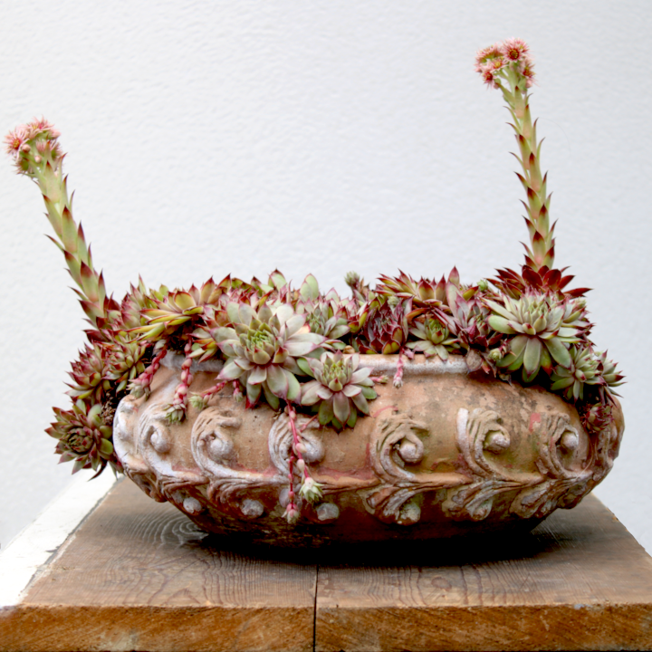 A comparison photo showing a newly planted sempervivum bowl versus a lush, mature bowl after two years of growth.