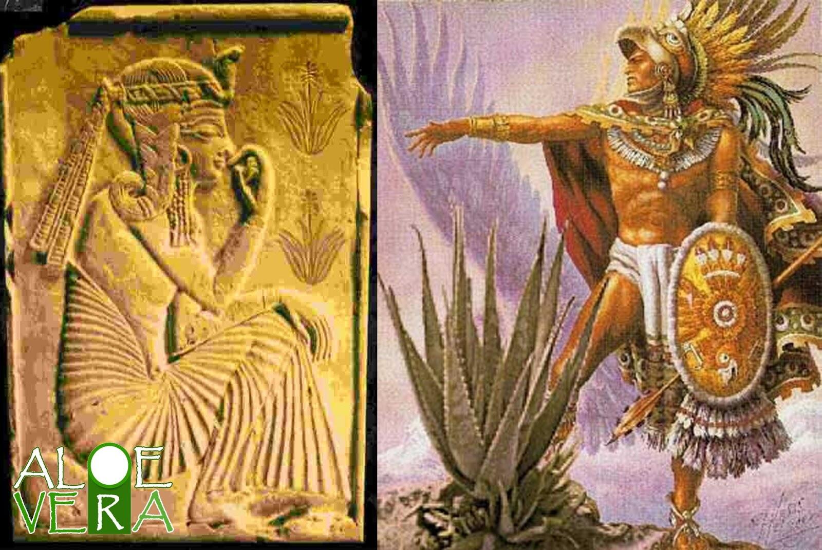 History Of Aloe