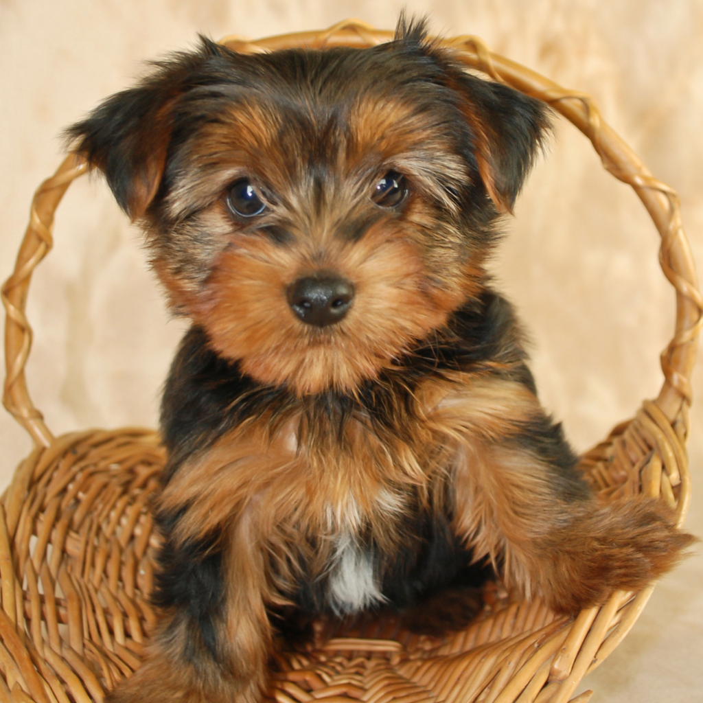 Aloe Vera Is It Safe for Your Pets?