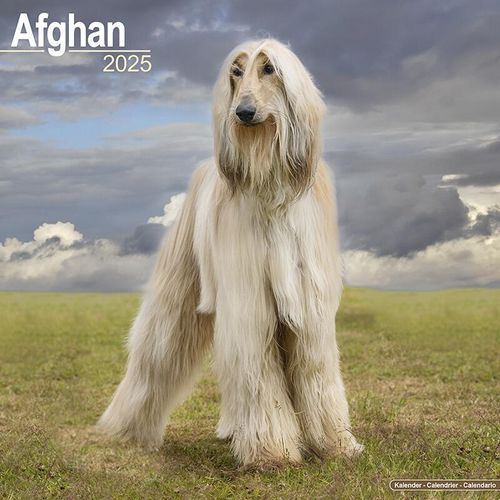 Afghan Hound Dog Calendar