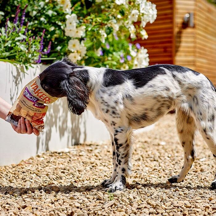 Yakers Crunchy Bites enjoyed by dog