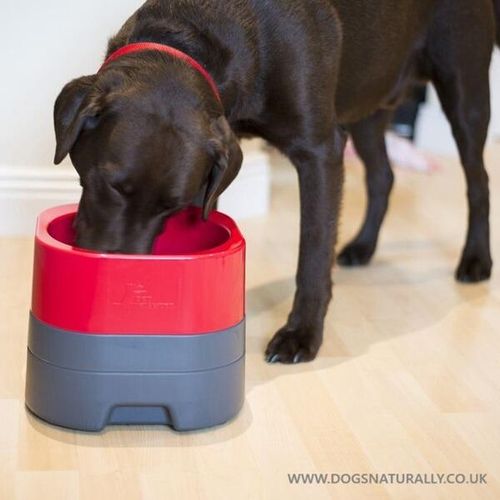 Pet Weighter Dog Bowl - Red
