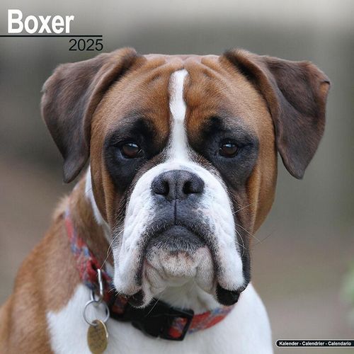 Boxer Dog Breed GIfts