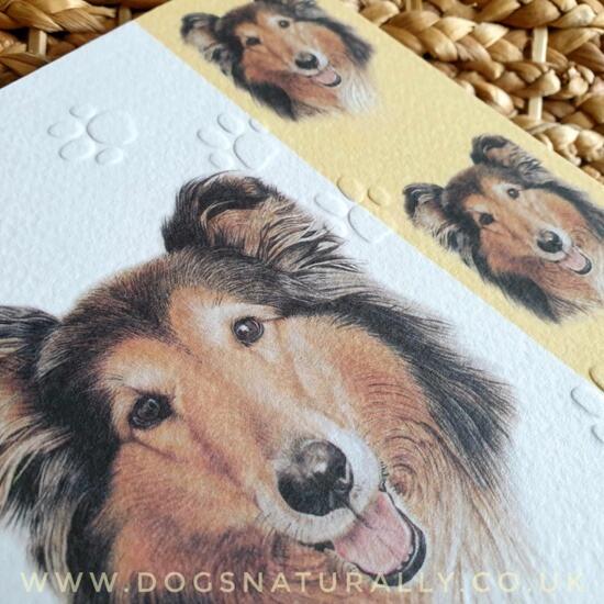 Rough Collie Greetings Card
