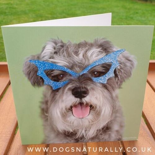 Fun Miniature Schnauzer Greetings Card