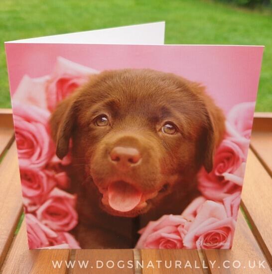 Chocolate Labrador Puppy Greetings Card - Dozer