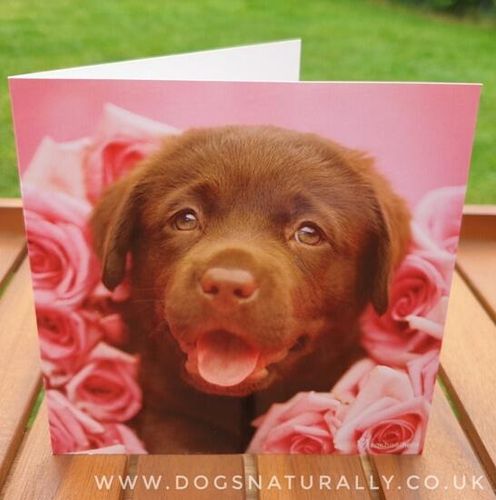Chocolate Labrador Puppy Greetings Card - Dozer
