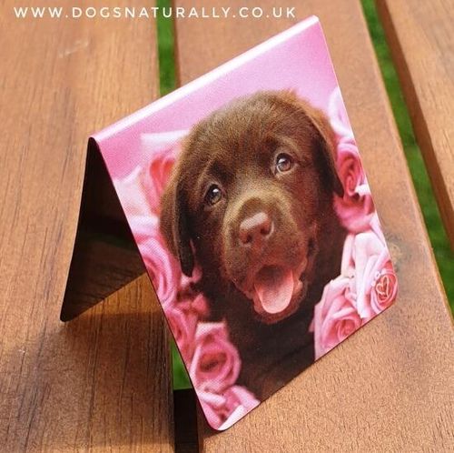 Chocolate Labrador Magnetic Page Marker