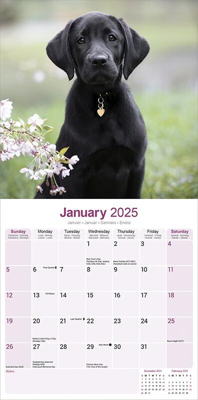Black Labrador Calendar 2025 Planner