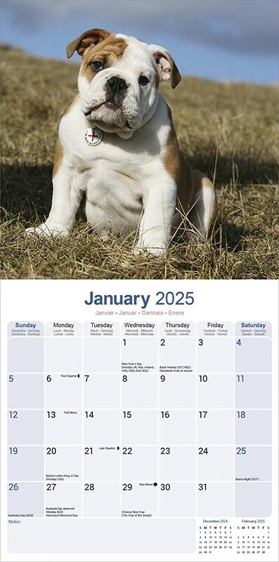 English Bulldog Calendar 2025 Inside