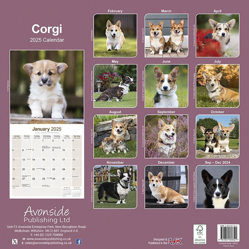 Corgi Wall Calendar 2025