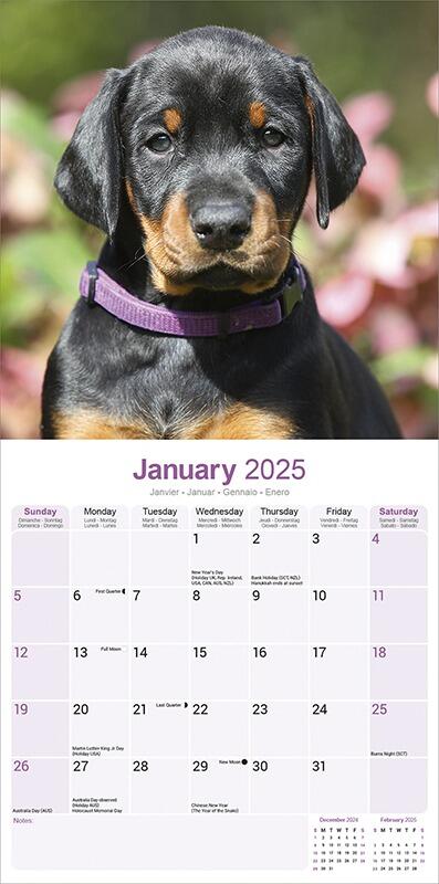 Dobermann (US) Calendar 2025 Planner