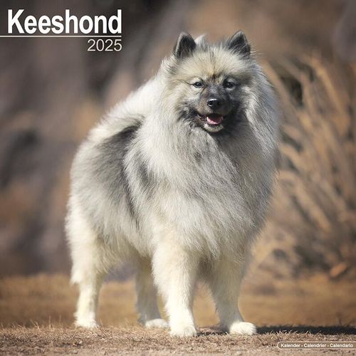 Keeshond Calendar 2025