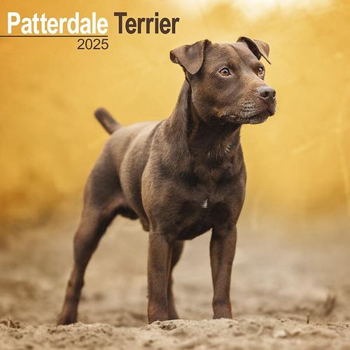 Patterdale Terrier Dog Breed Gifts