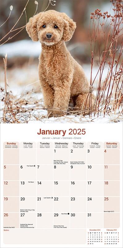 Toy & Miniature Poodle Wall Calendar 2025