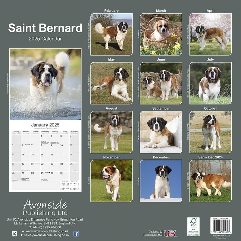 Saint Bernard Wall Calendar 2025