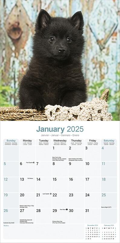 Schipperke Calendar 2025 Planner