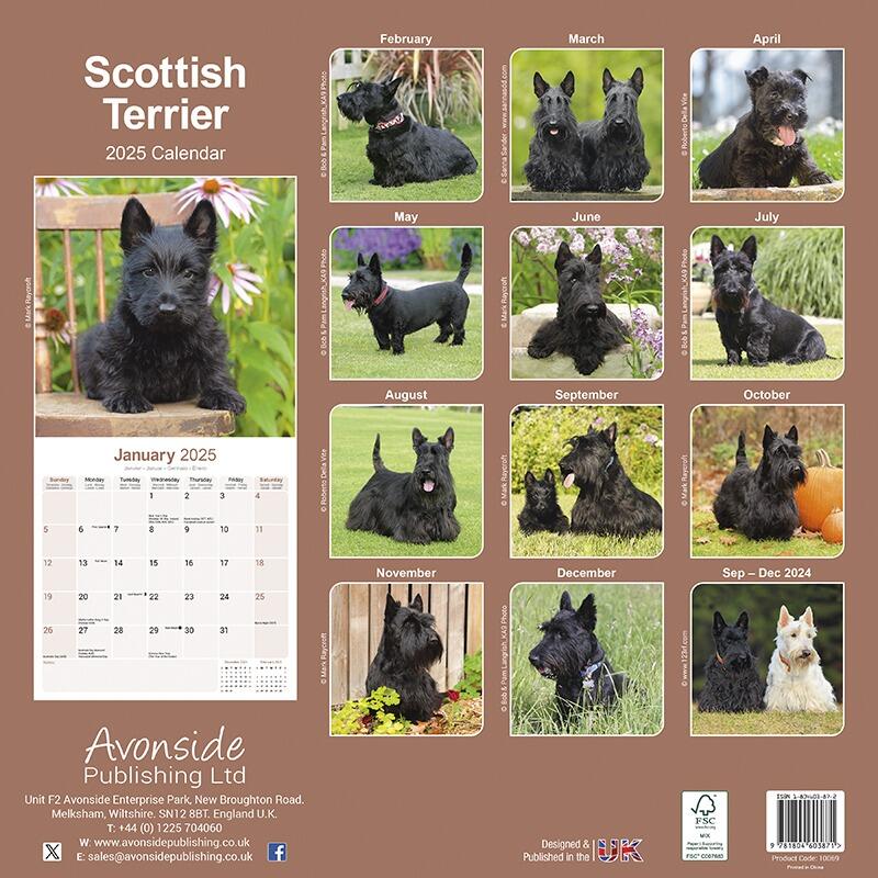 Scottish Terrier Wall Calendar 2025