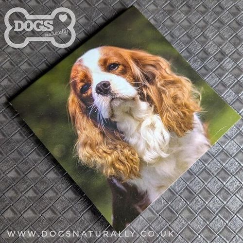 Blenheim Cavalier Square Magnetic Note Pad.