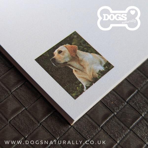 Yellow Labrador Square Magnetic Note Pad Inside