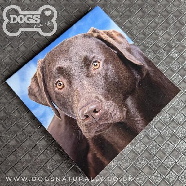 Chocolate Labrador Square Magnetic Note Pad