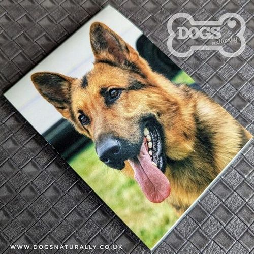 German Shepherd Square Magnetic Note Pad.