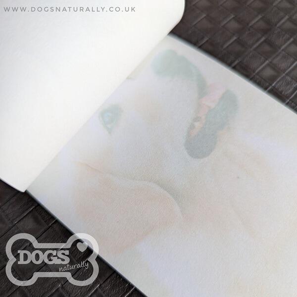 Golden Retriever Magnetic Note Pad Inside