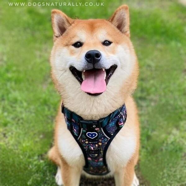 ENCHANTED FOREST - INSECT REPELLING DOG HARNESS FROM WHIPPA SNAPPA
