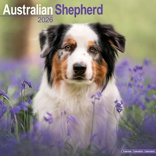 Australian Shepherd 2026 Calendar