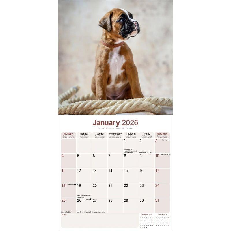 Boxer Calendar 2026 Planner